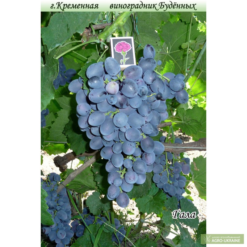 Продам/ саженцы винограда элитных сортов, Луганская обл — Agro .