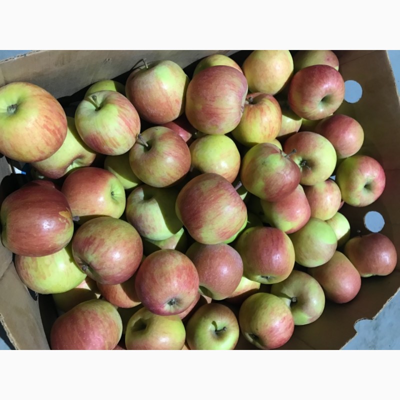 Продаємо газовані яблука.Фуджі, Грені, Голден, Ред Делішес, Николаевск