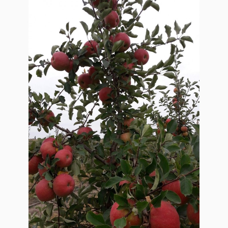Продаём яблоки осенних и зимних сортов напрямую из сада, Винницкая обл