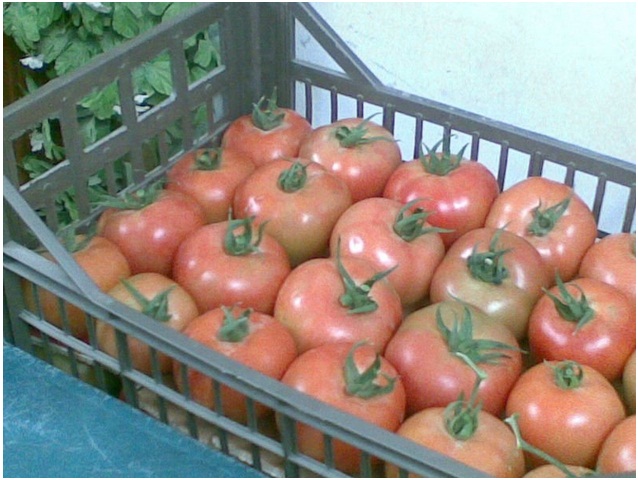 Помидор (ailsa tomatoes)- Египет, Одесская обл.