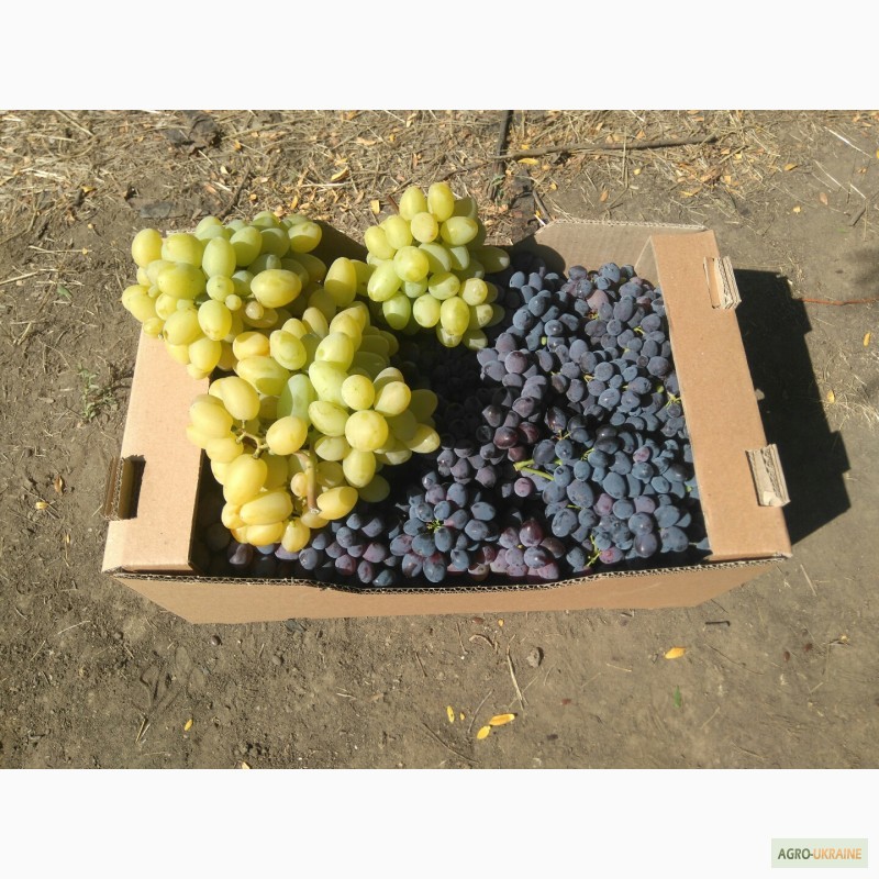 Продам виноград свежий столовых сортов, Запорожская обл.