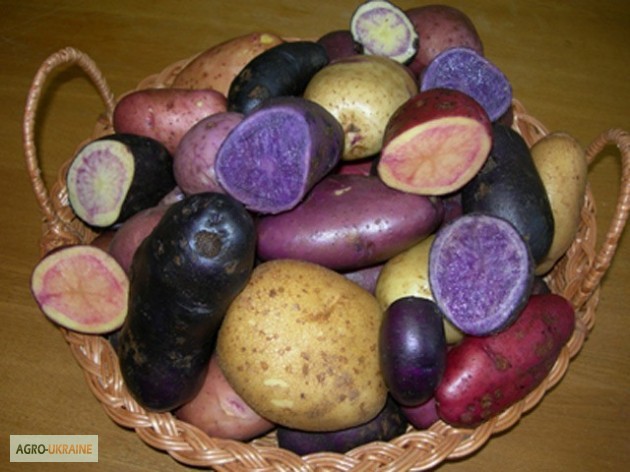 Продам картоплю кольорову м якоть фіолетова, Житомирская обл.