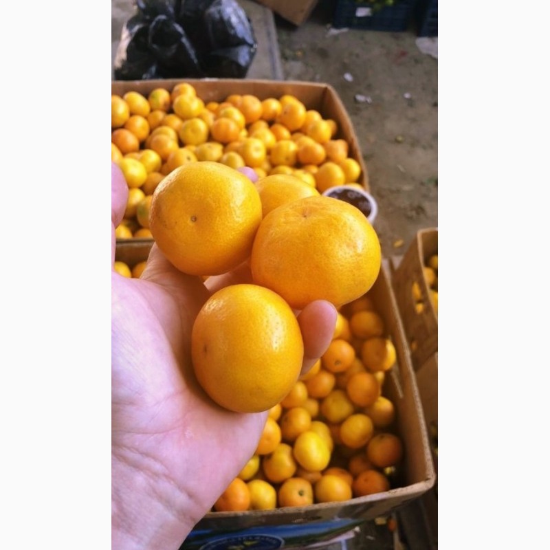 Продам мандарины опт качество супер, Днепропетровская обл.