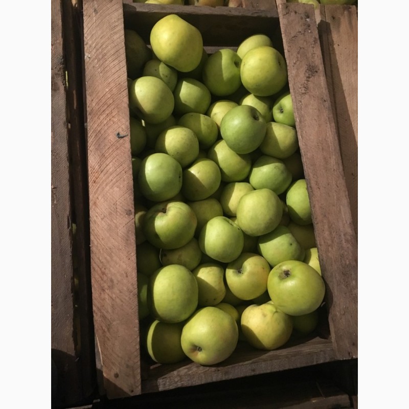 Продам зимні яблука (об'єм 150 тон), Винницкая обл.