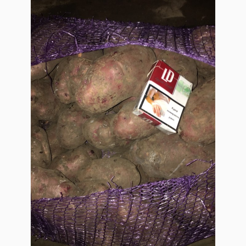 Продам картофель сорт Фламенко калибр 8-9, Николаевская обл.