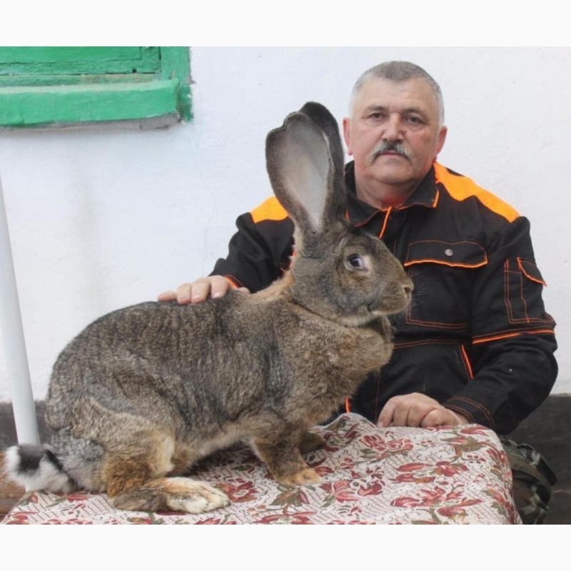 Бельгийский великан кролик фото