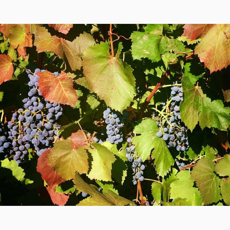 ОПТОМ и мелким оптом виноград МОЛДОВА 10грн с собственных виноградников, Одесская обл.