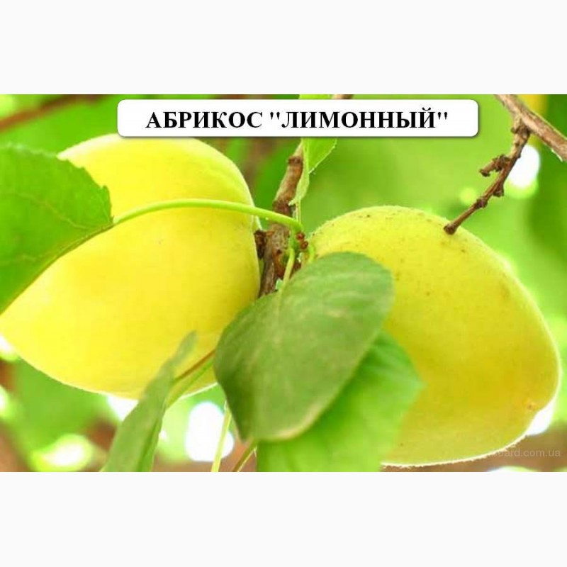 Абрикос сорт "Лимонный", Одесская обл.