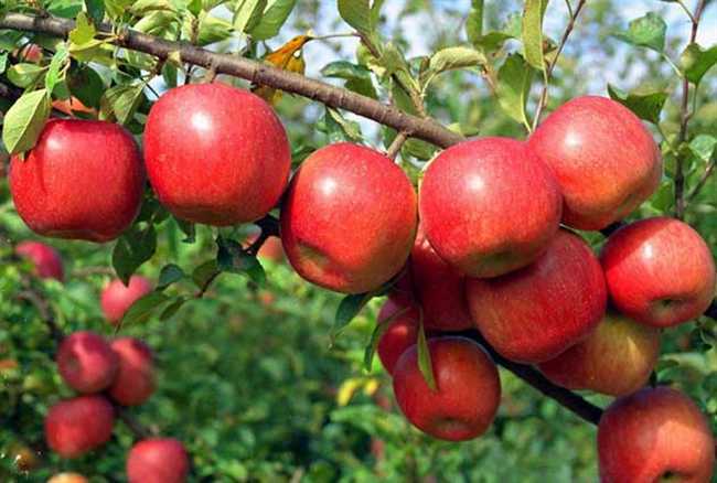 Продам яблоки сортовые от производителя: Фуджи, Гала, Грин Стар, Днепр