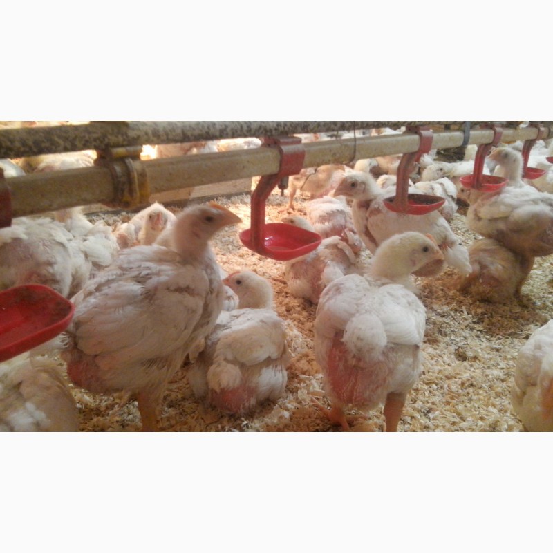 Продам подрощенных цыплят бройлера, Полтавская обл — Agro-Ukraine