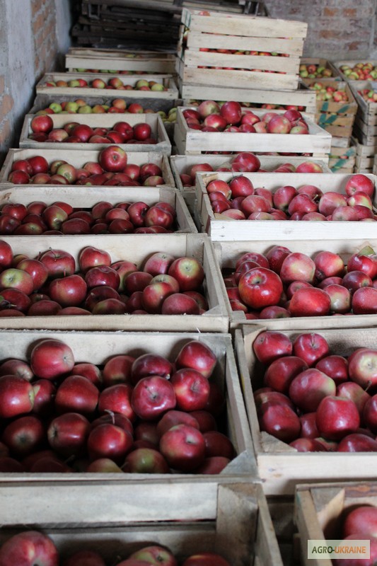 Продам товарные яблоки 80 тонн, Винницкая обл.