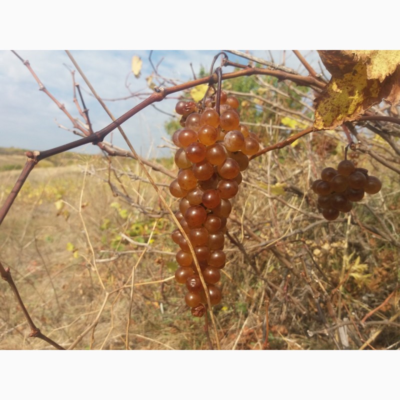 Продам виноград Ркацители урожай 2019 года, Херсонская обл.