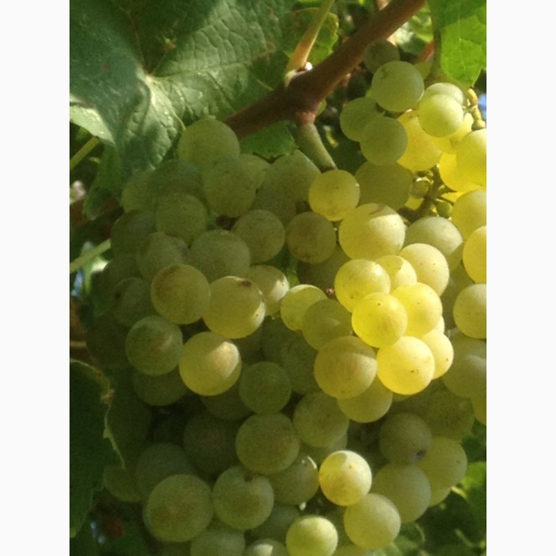 Продам винный белый виноград Шардоне, Совиньон блан.Возможна доставка Одесса и Украина, Одесская обл.