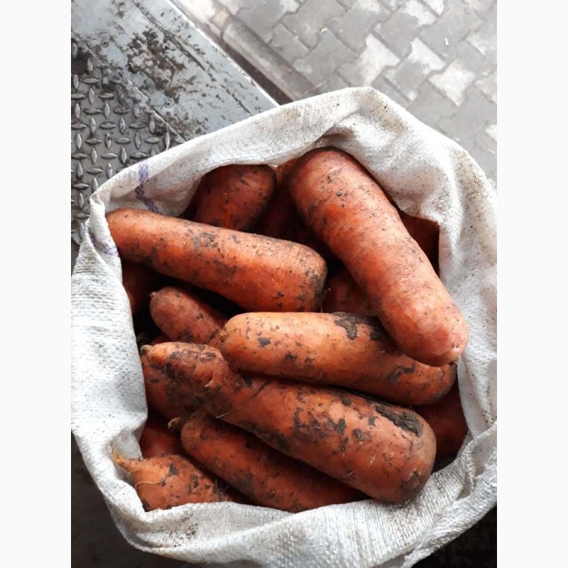 Продам морковь сорт Абако, Одесская обл.