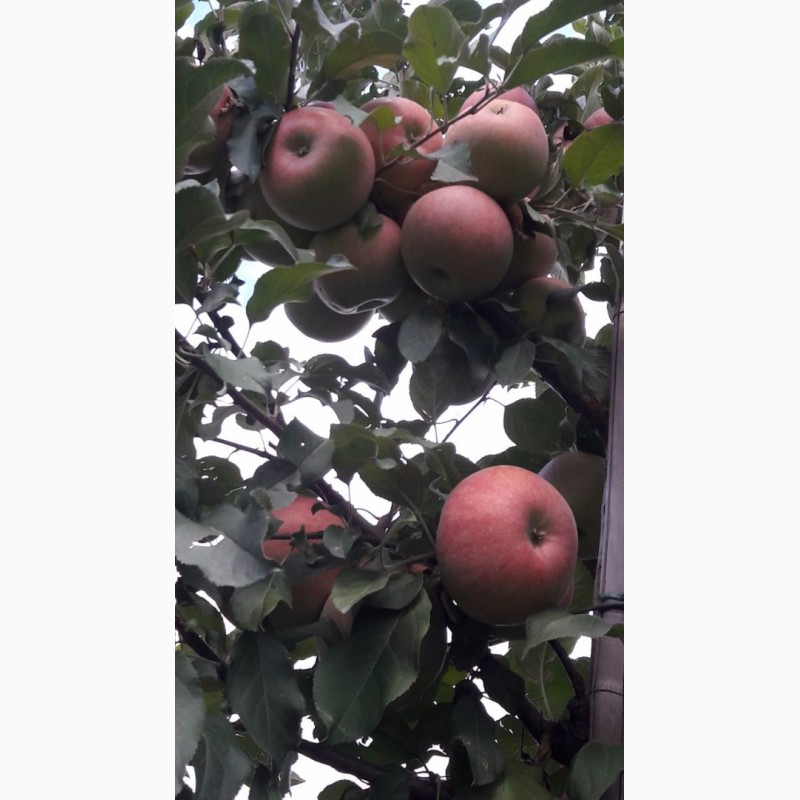 Продам яблоки сорта Фуджи Кику, Днепропетровская обл.