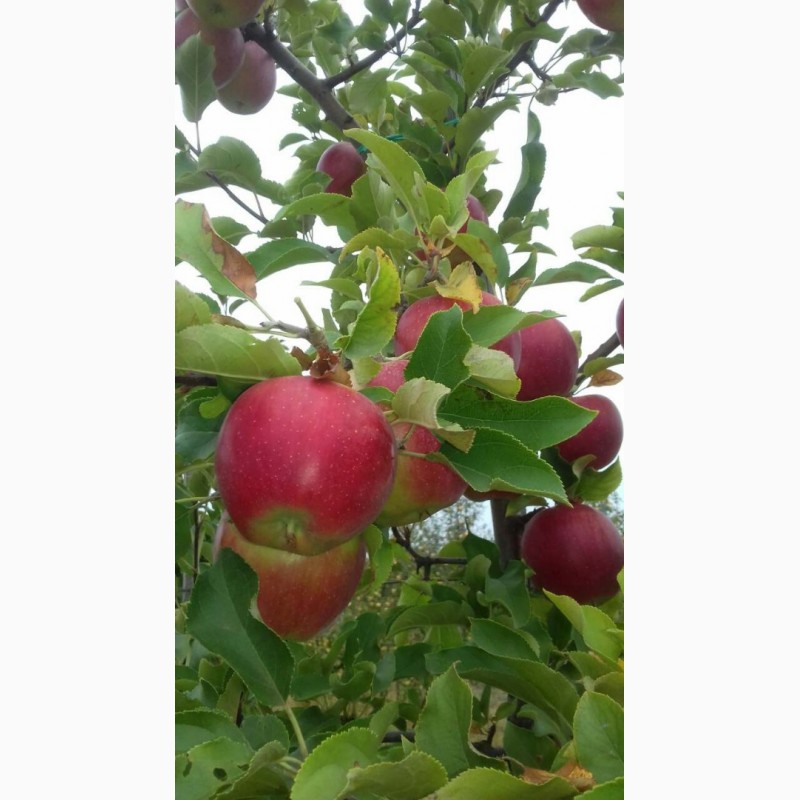 Продам яблоки со своего сада отличного качества, без паршы, градобоя, 
