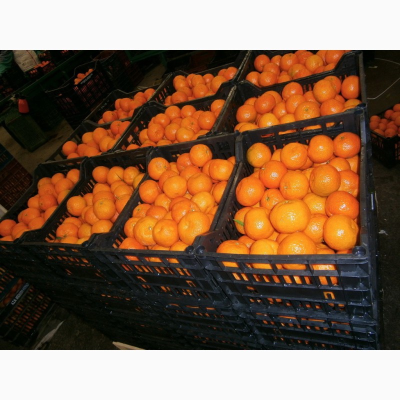 Продам мандарины из Испании оптом, Киев