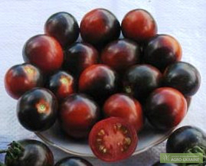 Продам семена томатов,  семена томатов, Житомирская обл — Agro .