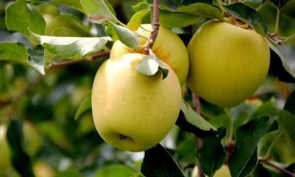 Продам яблоки урожая 2018 года, сорта Чемпион, Старкримсон, Голден с с