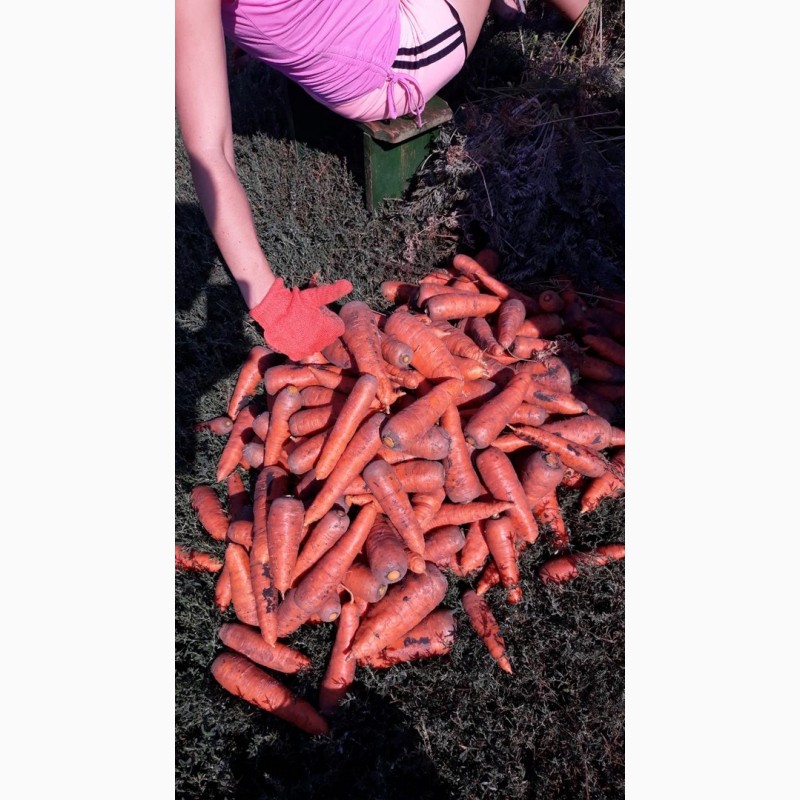 Продам отличную морковку сорт Боливар, Харьковская обл.