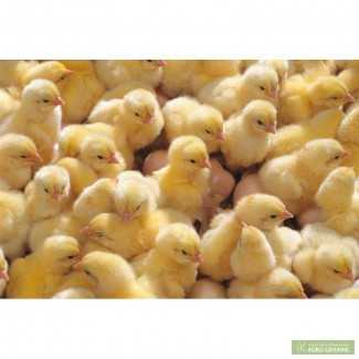 Продам бройлерных цыплят КОББ-500 (суточные, подрощенные и взрослые куры на мясо).