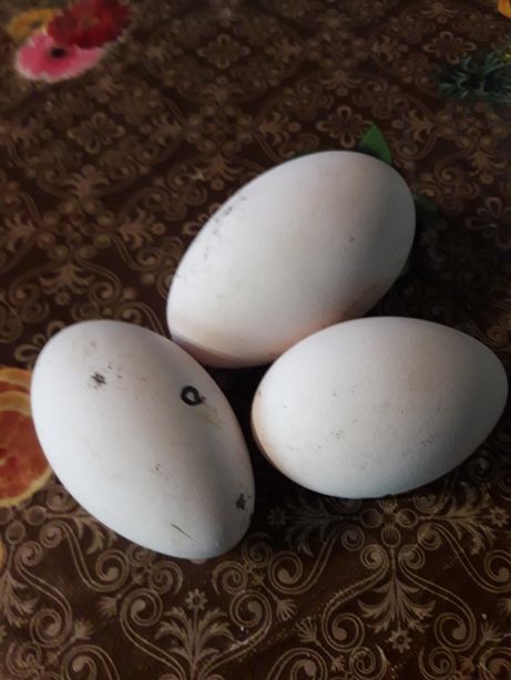Продаются инкубационный ГУСИНЫЕ яйца
