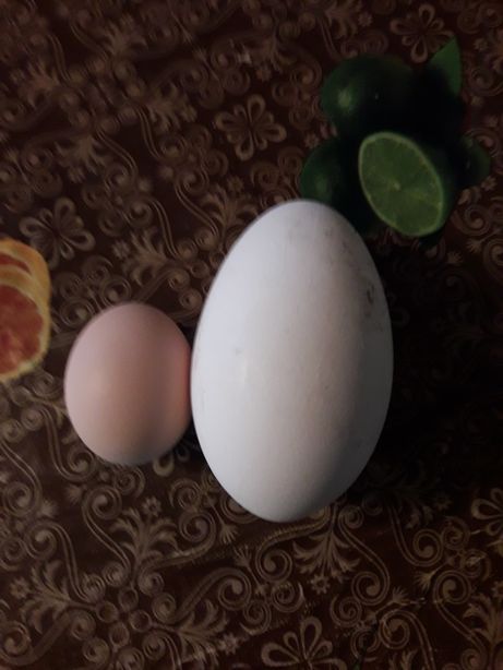 Фото 2. Продаются инкубационный ГУСИНЫЕ яйца