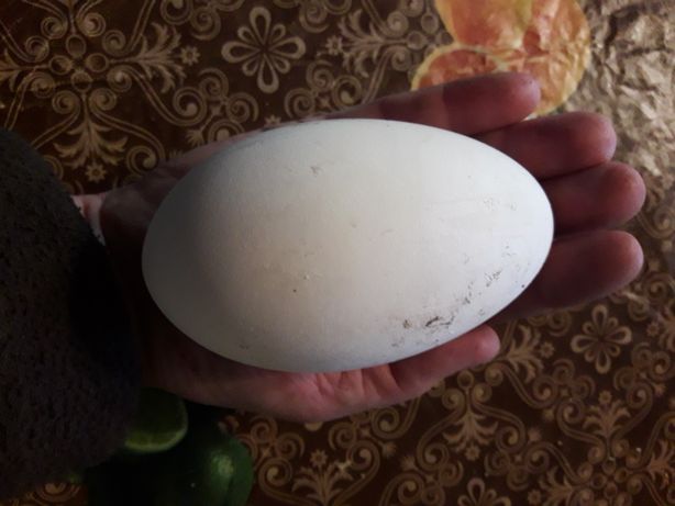 Фото 3. Продаются инкубационный ГУСИНЫЕ яйца