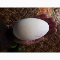 Продаются инкубационный ГУСИНЫЕ яйца