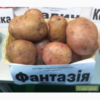 Продаю картофель семенной сорт Фантазия