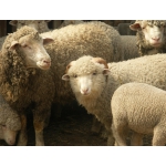 Продам овец!!!