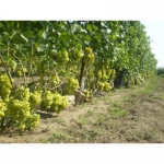 Продам саженцы винограда разнообразных сортов