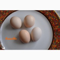 Шовкова китайська ( Silkie ). Інкубаційне яйце