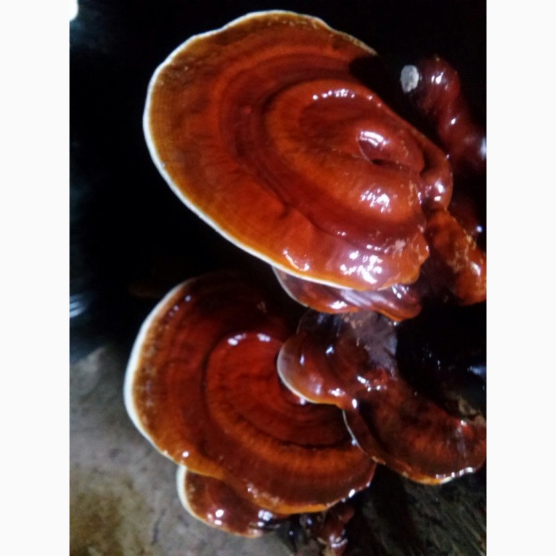 Фото 2. Гриб рейши, Reishi mushroom, Lingzhi, Ganoderma lucidum