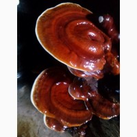 Гриб рейши, Reishi mushroom, Lingzhi, Ganoderma lucidum