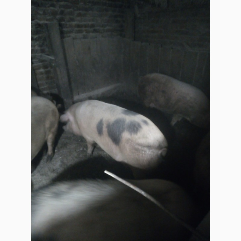 Фото 12. Продам мясних свиней