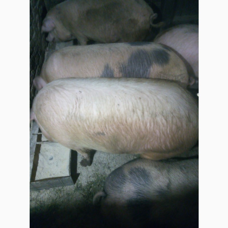 Фото 2. Продам мясних свиней