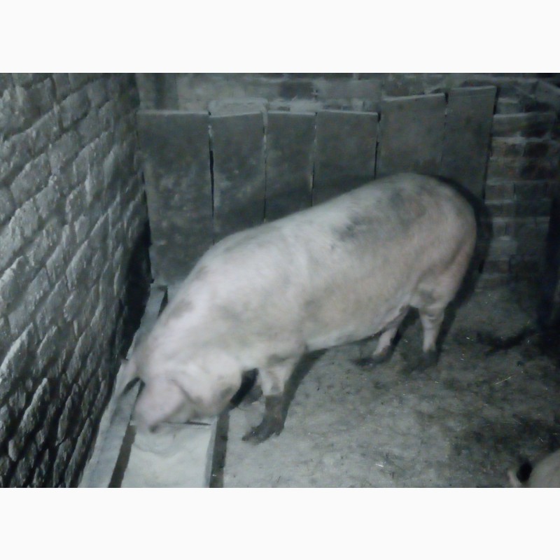 Фото 3. Продам мясних свиней