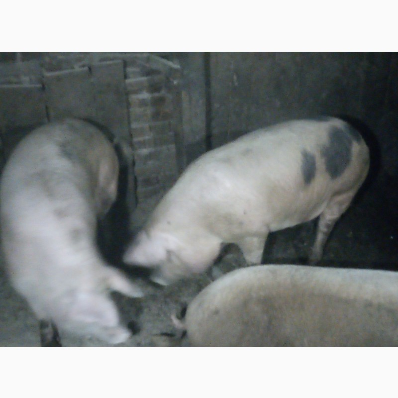 Фото 4. Продам мясних свиней