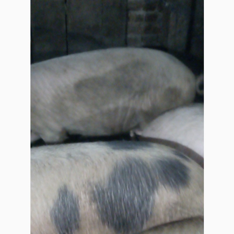 Фото 6. Продам мясних свиней