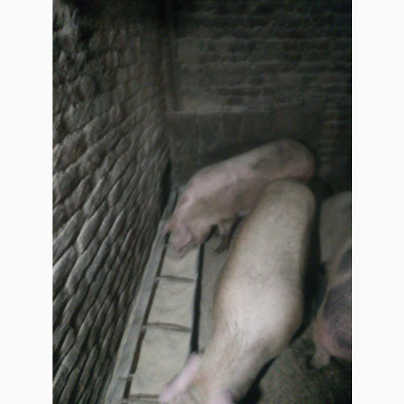 Фото 8. Продам мясних свиней