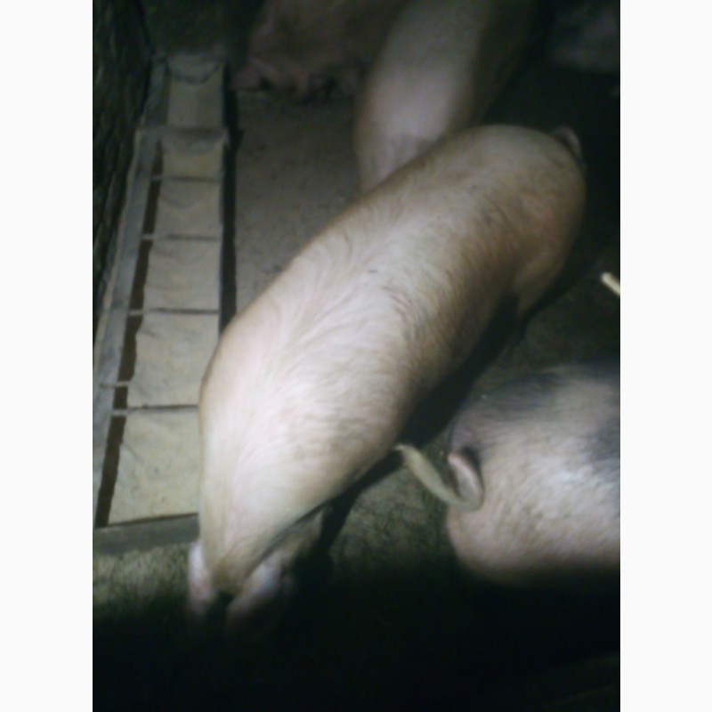 Фото 9. Продам мясних свиней
