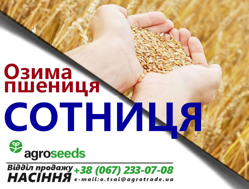 Семена озимой пшеницы Сотница (элита) - Акция от производителя до 10/07
