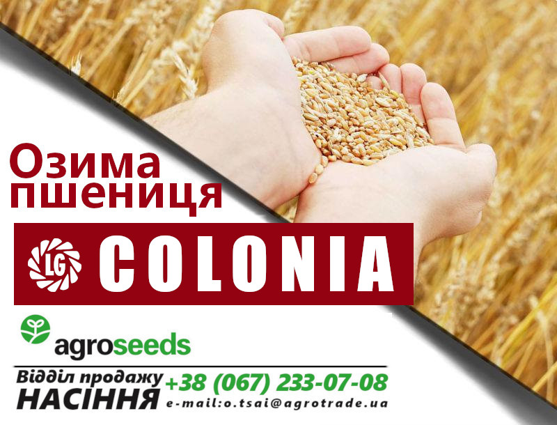 Фото 2. Семена озимой пшеницы Сотница (элита) - Акция от производителя до 10/07