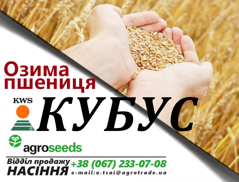Фото 3. Семена озимой пшеницы Сотница (элита) - Акция от производителя до 10/07