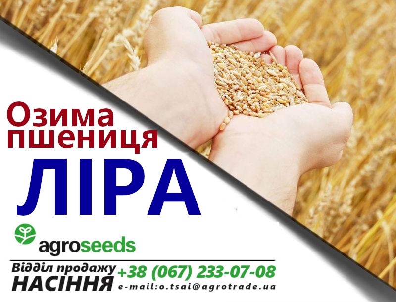 Фото 4. Семена озимой пшеницы Сотница (элита) - Акция от производителя до 10/07