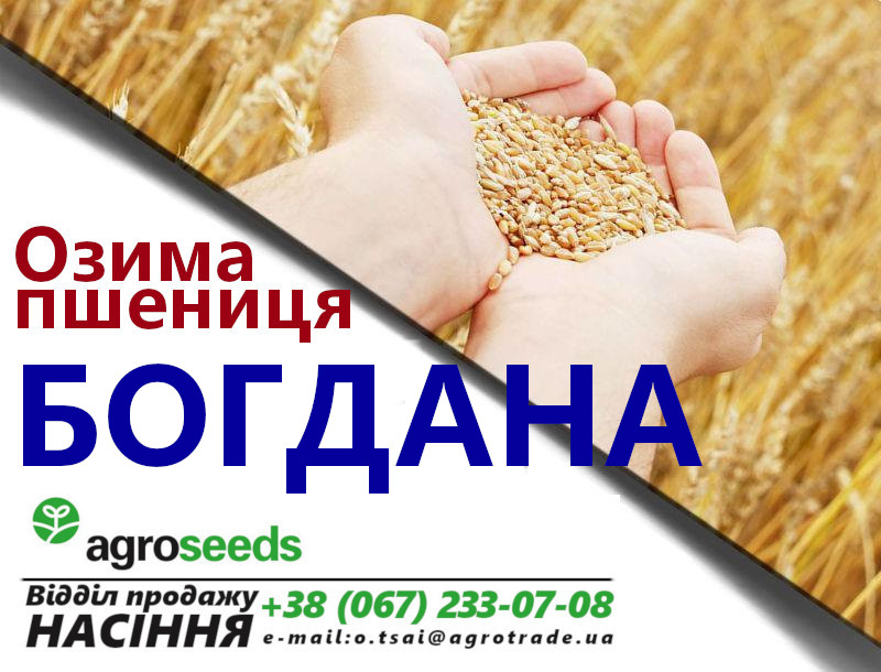 Фото 5. Семена озимой пшеницы Сотница (элита) - Акция от производителя до 10/07