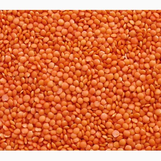Red whole and Split lentils for sale