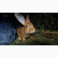 Продам кроликов породы Бургундцы, привиты по возрасту. Цена указана за месяц