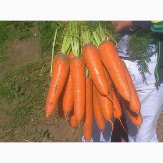 Морковь с поля